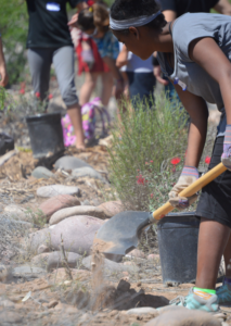 Youth help establish Monarch habitat. Photo: University of Arizona Project WET