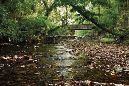 Local Knowledge: The Key to Restoring Proctor Creek